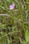 Fringed meadowbeauty